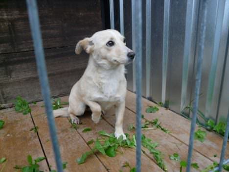 Zleziono psa w miejscowości Poraj