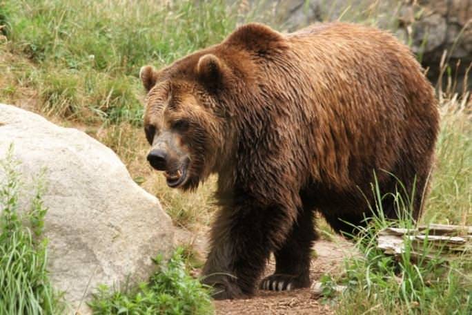 Uwaga! Niedźwiedź w Poraju!