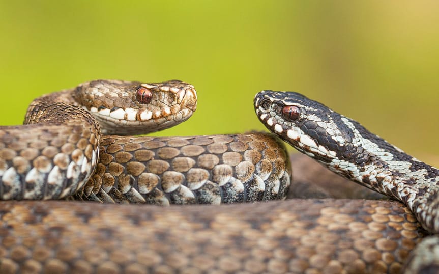 Uwaga na żmije. Zaczynają gody i można je częściej spotkać