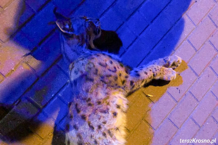 Potrącenie rysia w Rymanowie-Zdroju