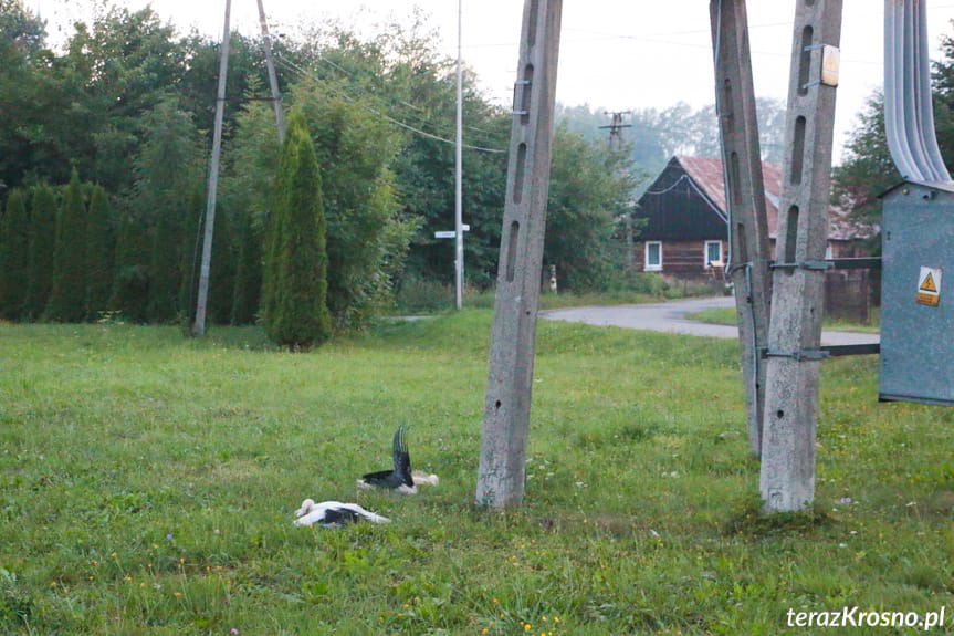 Bociany porażone prądem