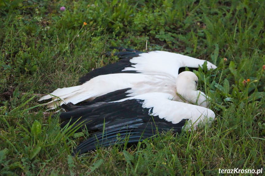Bociany porażone prądem