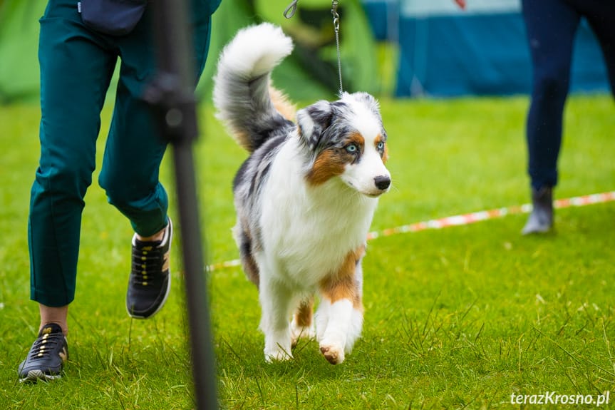 XXXIV Podkarpacka Wystawa Psów Rasowych [ZDJĘCIA]