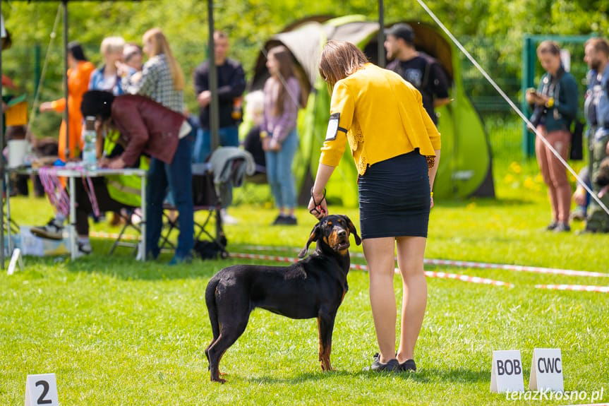 XXXIII Podkarpacka Wystawa Psów Rasowych w Krośnie