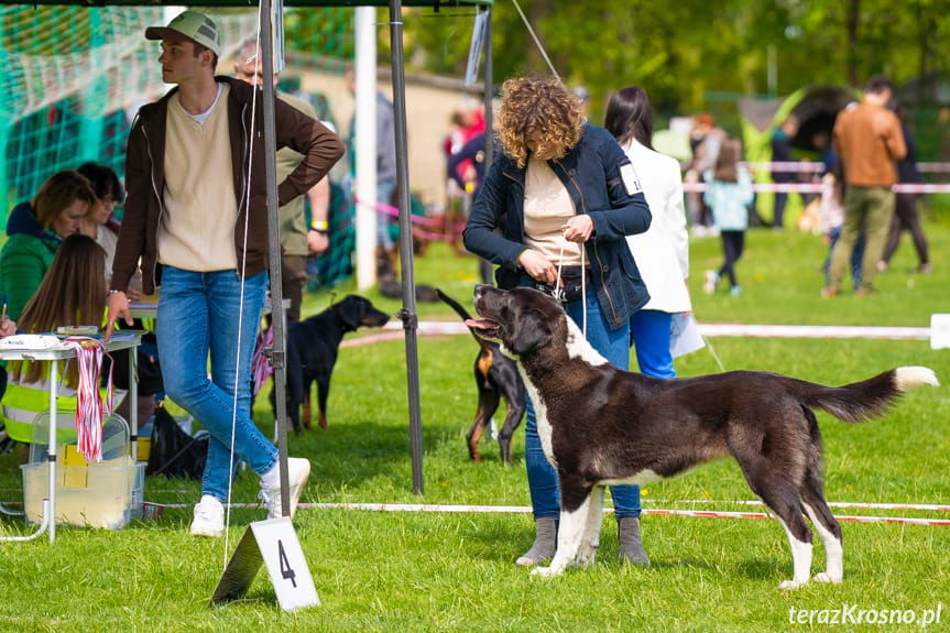 XXXIII Podkarpacka Wystawa Psów Rasowych w Krośnie