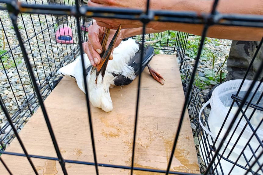 Ratunek dla bociana w Tylawie