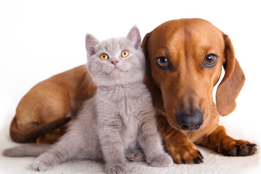 500 zł na kota i psa. Kto może otrzymać pieniądze?