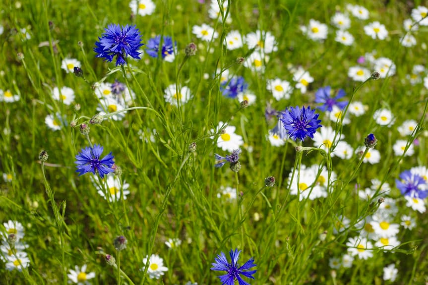 Powstanie nowy zielony punkt na mapie Jasła