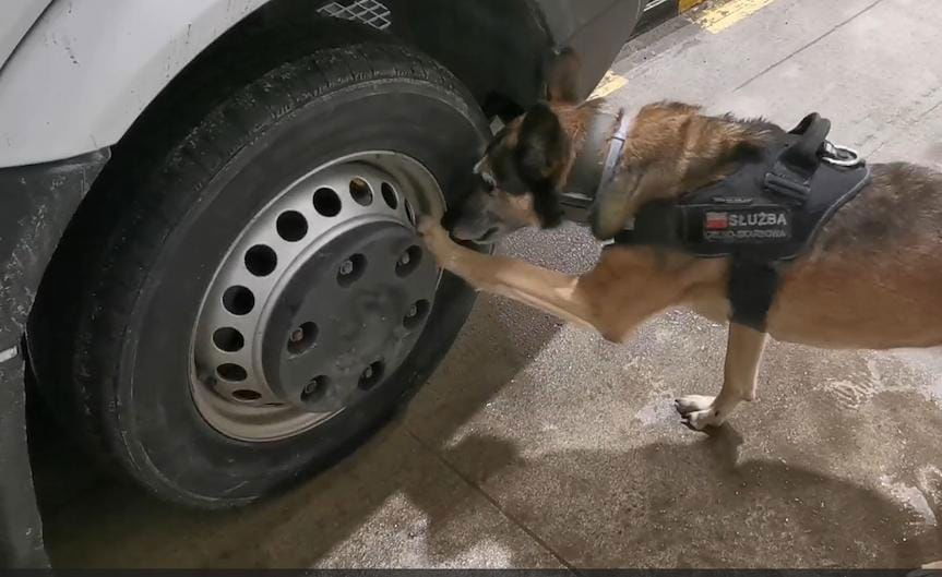 Piesz służby celno-skarbowej