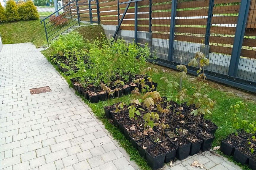 Odpady oddajesz, drzewko dostajesz