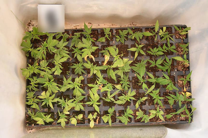 Zatrzymane przez policjantów konopie