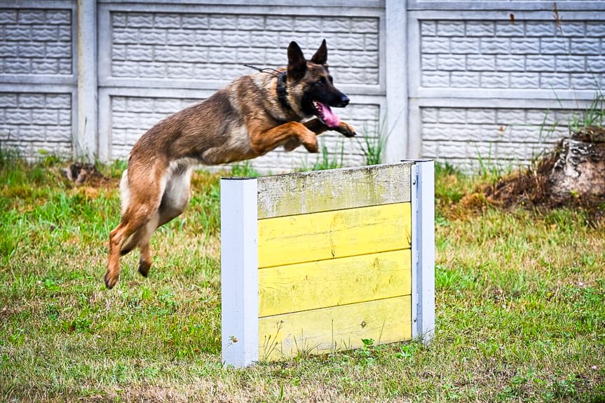Czworonożni funkcjonariusze szlifowali formę