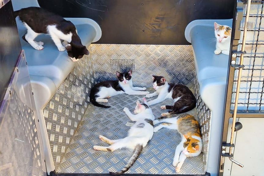 Sześć kociąt uratowanych dzięki czujności przejeżdżającego