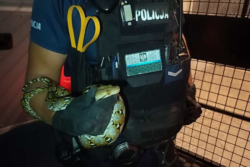 Pyton wybrał się na spacer po Stalowej Woli