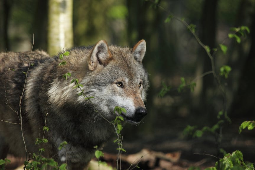 Zarzuty dla myśliwego podejrzanego o uśmiercenie wilka