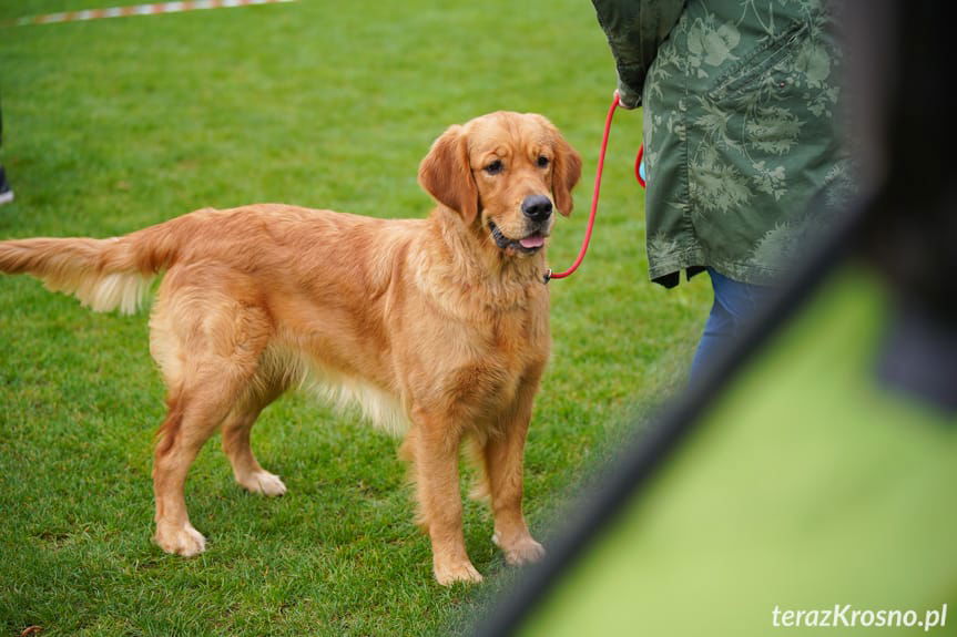 II Podkarpacka Wystawa Psów Myśliwskich w Krośnie [ZDJĘCIA]
