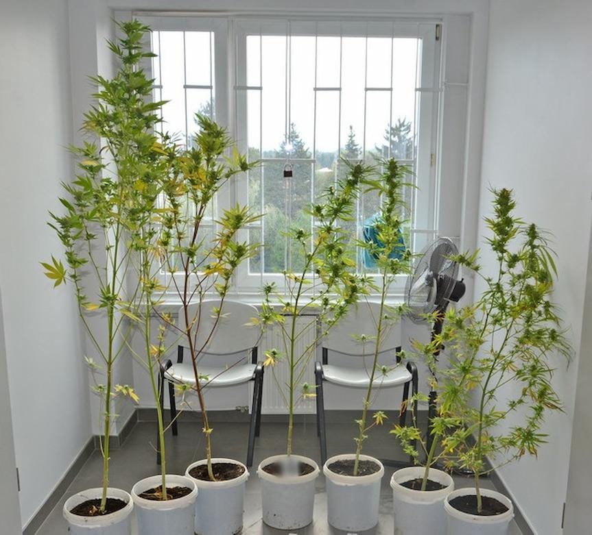 71-letni plantator z Krosna