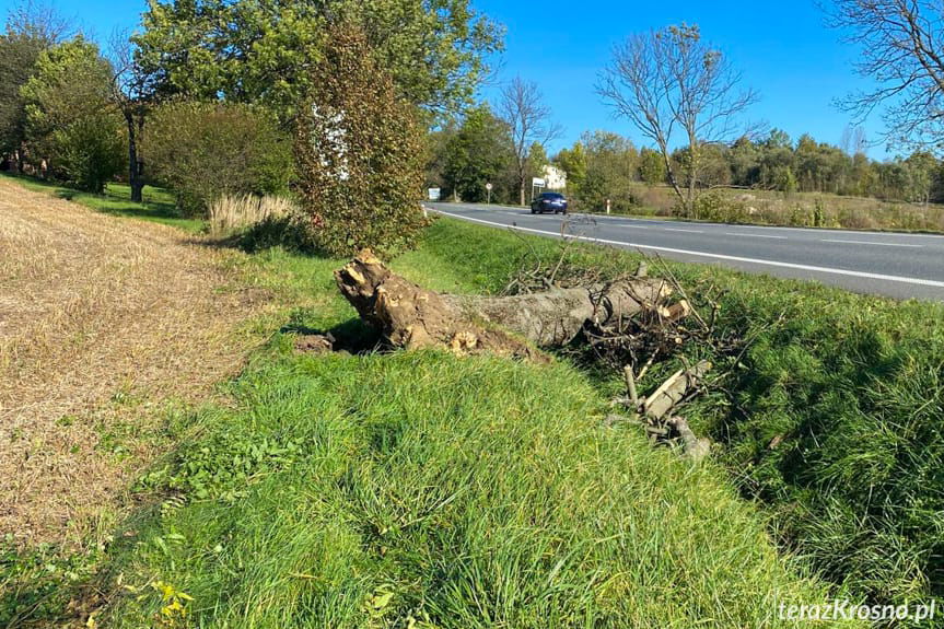 powalone przez wiatrz drzewo w Krośnie