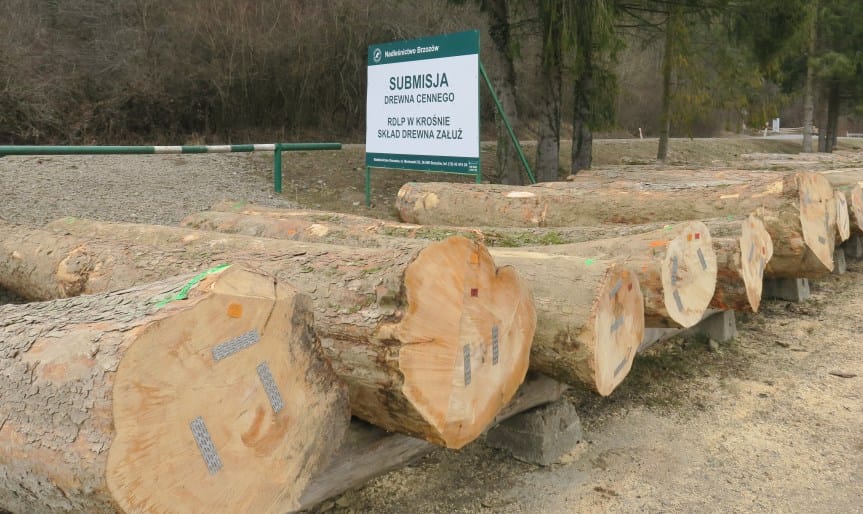 Rekordowe ceny za kłody jaworowe