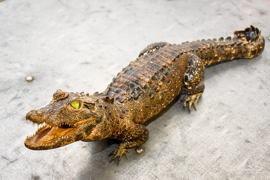 Krokodyl w bagażniku! Niecodzienny przemyt udaremniony na granicy