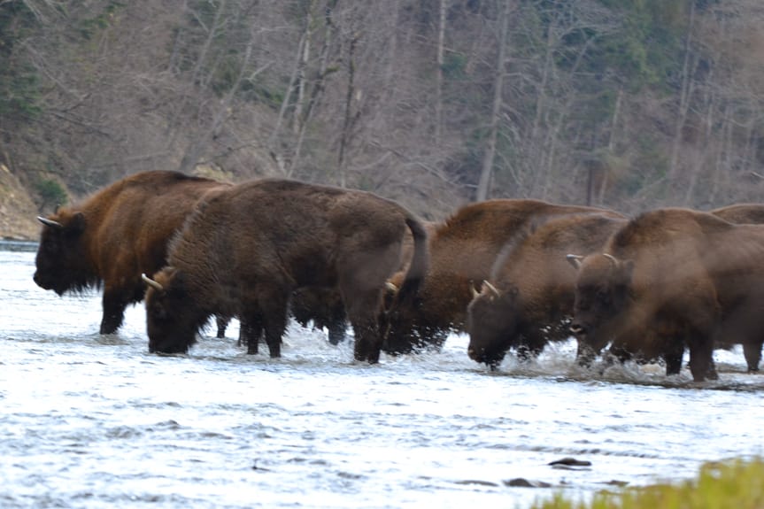 Bieszczadzkie żubry pod stałą kontrolą leśników - wyniki marcowego liczenia