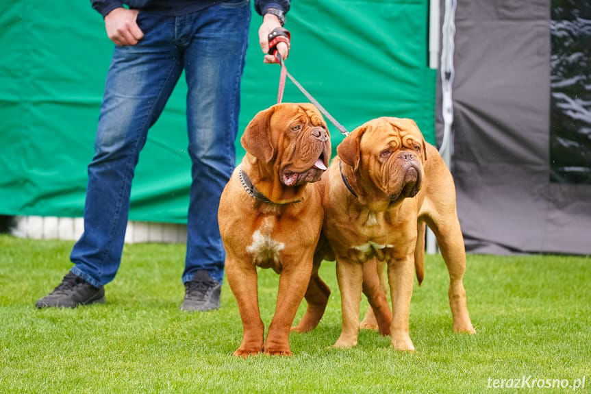 wystawa psów w Krośnie