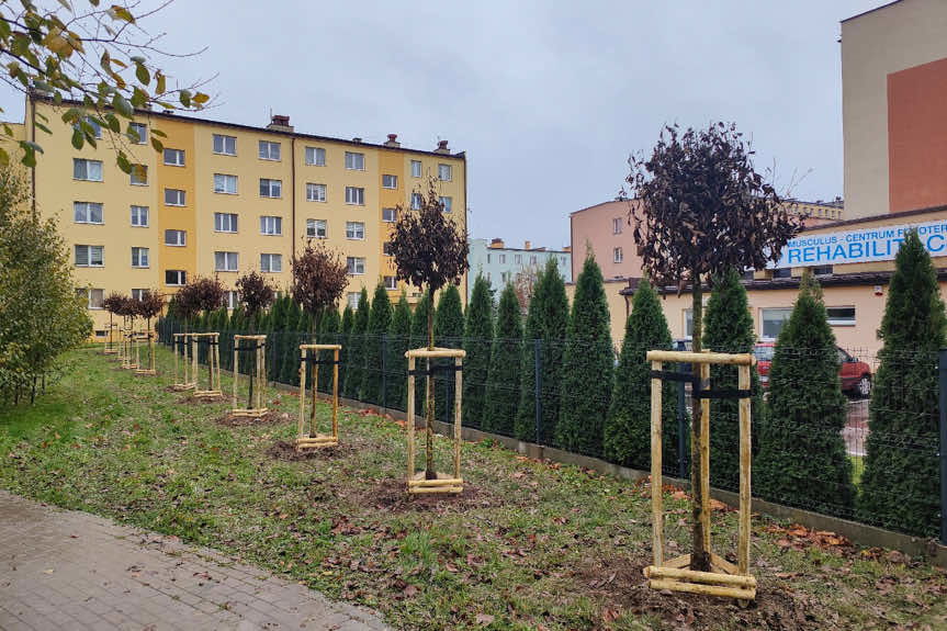 Jesienne nasadzenia drzew w Rzeszowie