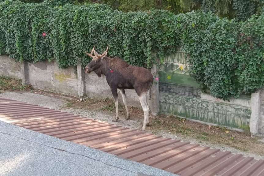 Nietypowa interwencja policji. Łoś na ulicach Rzeszowa
