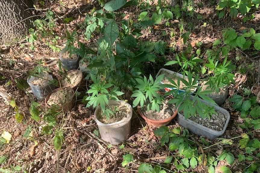 Uprawiał konopie w przydomowym zagajniku. 41-latek w rękach policji