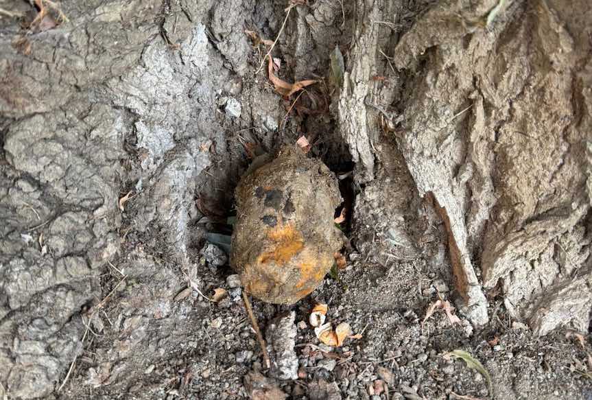 Policjanci zabezpieczyli niewybuch przed budynkiem Filharmonii Podkarpackiej