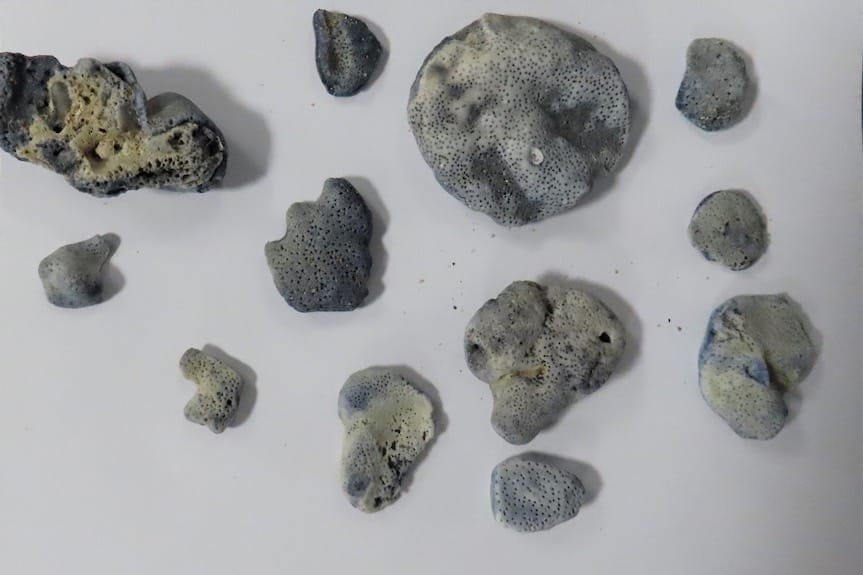 Koralowce na lotnisku w Jasionce