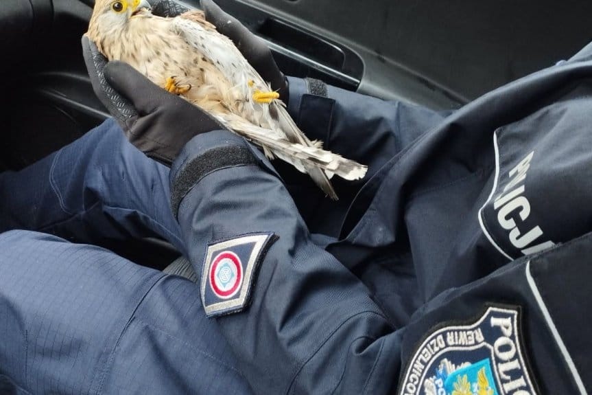 Policjanci pomogli pustułce ze złamanym skrzydłem
