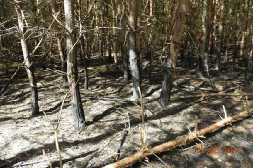 Ustalono sprawcę podpalenia lasu