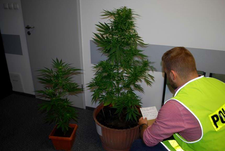 Nielegalna uprawa konopi powodem zatrzymania