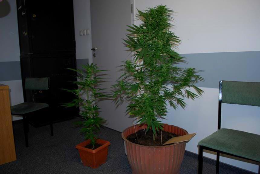 Nielegalna uprawa konopi powodem zatrzymania