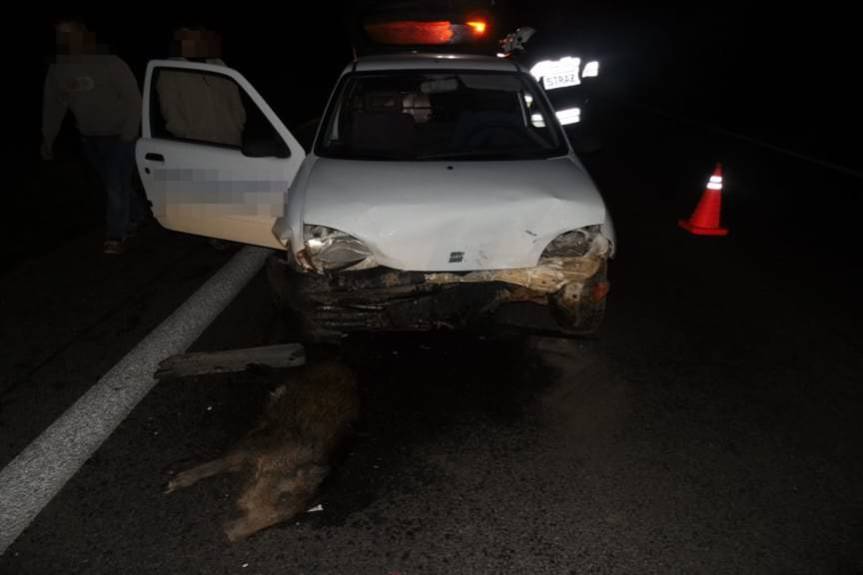 Zderzył się z dzikami