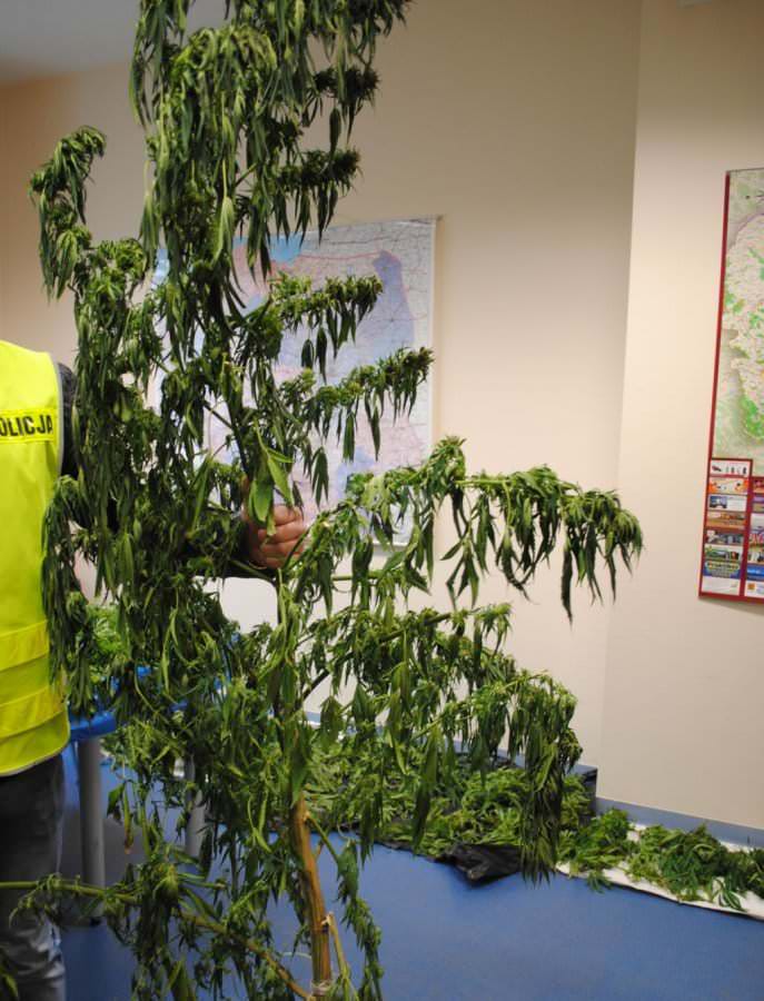 Policjanci zlikwidowali uprawę konopi indyjskich