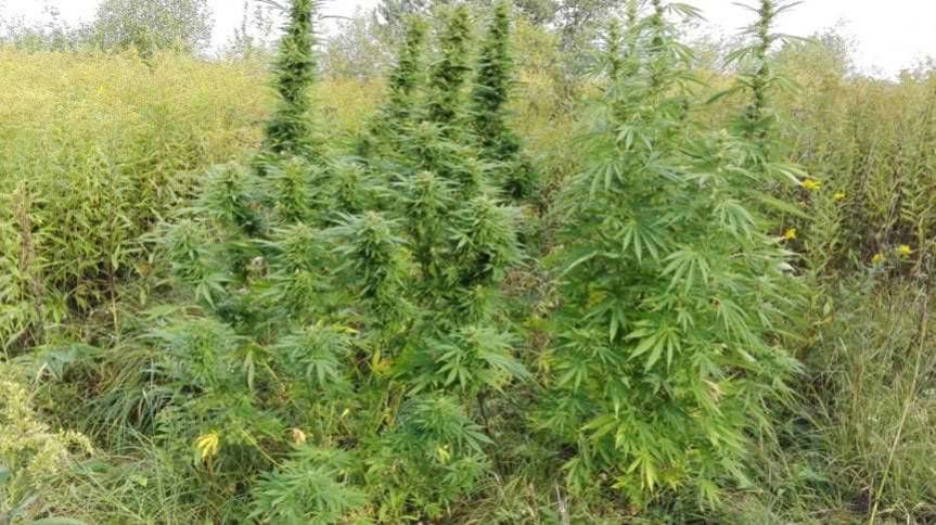 Plantacja konopi zlikwidowana