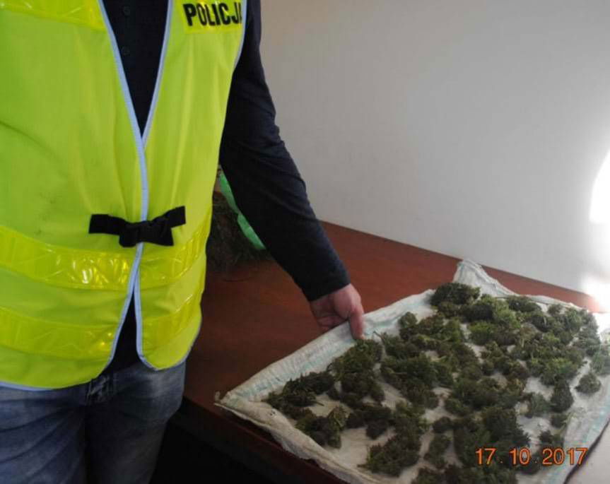 Kolejna uprawa konopi zlikwidowana