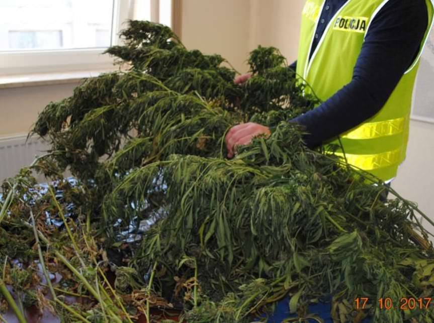 Kolejna uprawa konopi zlikwidowana