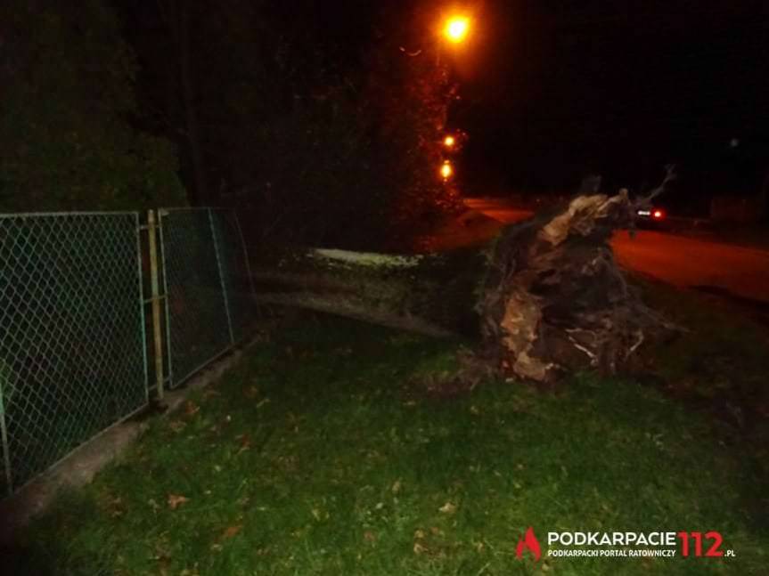 Drzewo upadło kilka metrów od domu