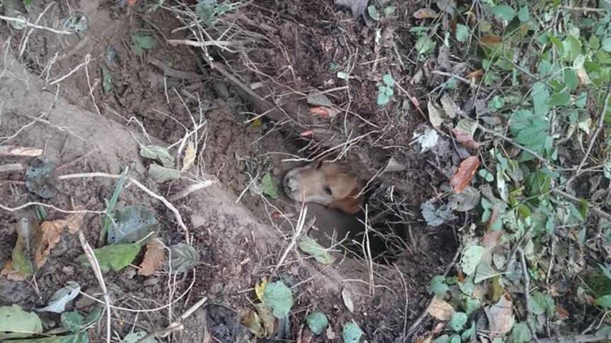 Pies uratowany z lisiej jamy