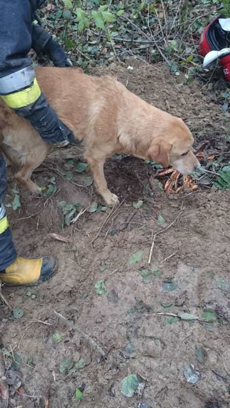 Pies uratowany z lisiej jamy