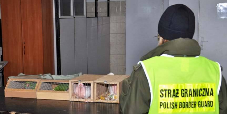 Obywatel Ukrainy chciał przewieźć papugi chronione Konwencją Waszyngtońską