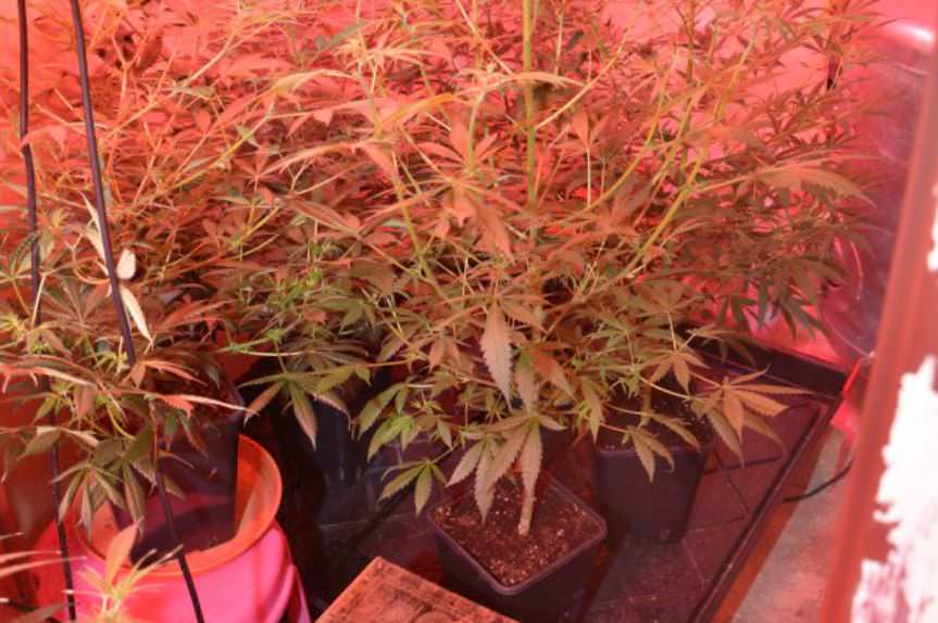 Nielegalna uprawa konopi zlikwidowana