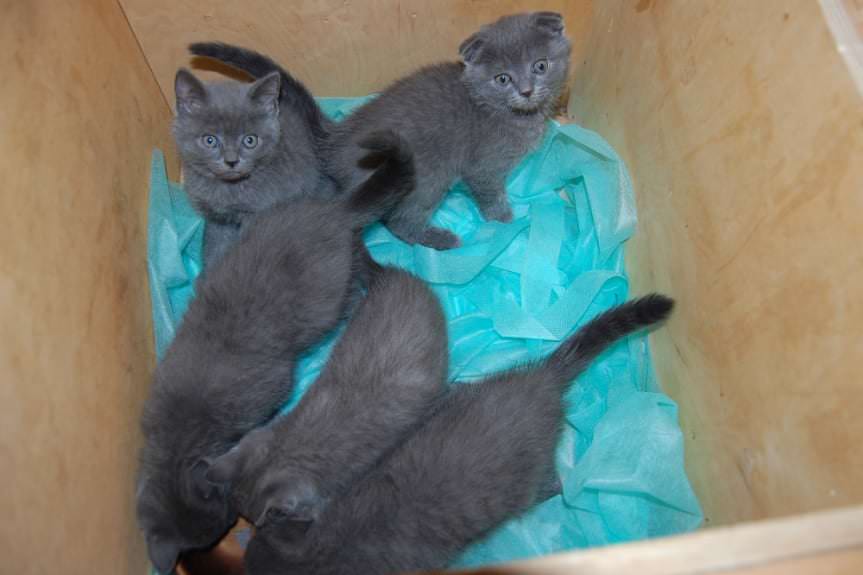 Przemyt młodych kotów udaremnili funkcjonariusze KAS