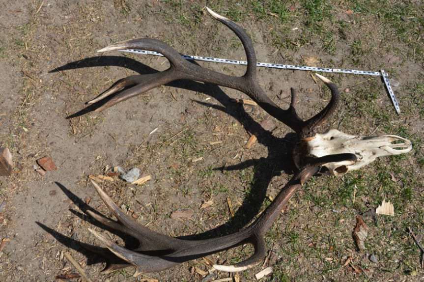 Policjanci zatrzymali mężczyznę podejrzanego o posiadanie nielegalnej broni i amunicji