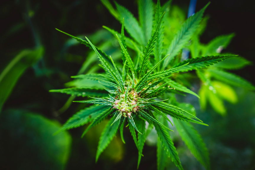 Amfetamina i marihuana we krwi 21-latka