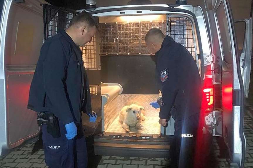 Pomogli psu, który błąkał się po drodze