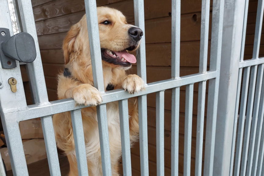 Policjanci poszukują właściciela psa